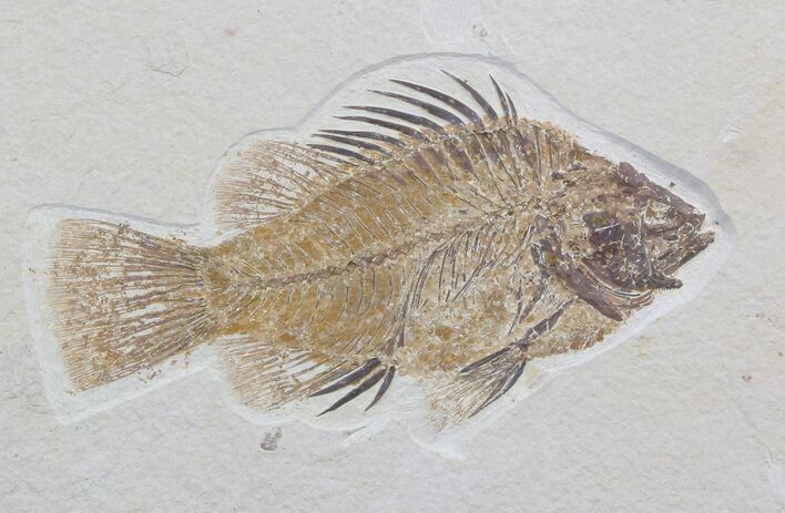 Elegant Priscacara Fossil Fish - Wyoming #36940
